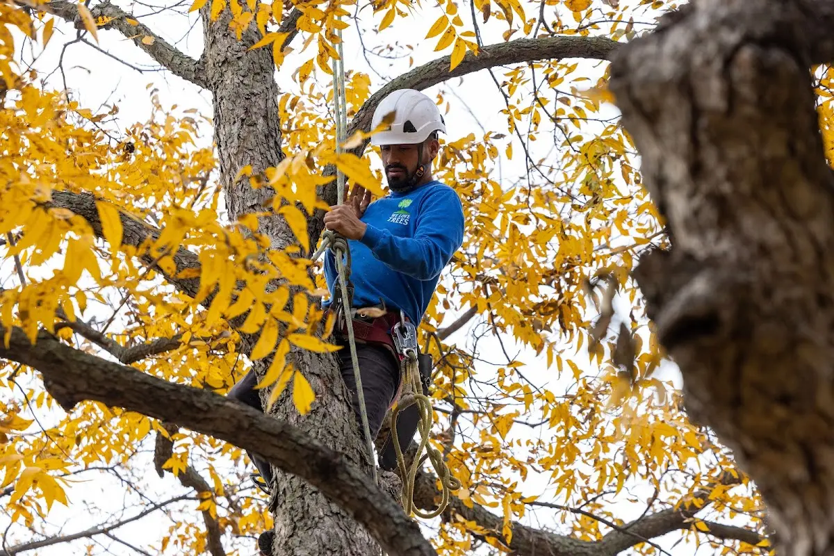 Skilled Tree Transplanting crew working in Flint